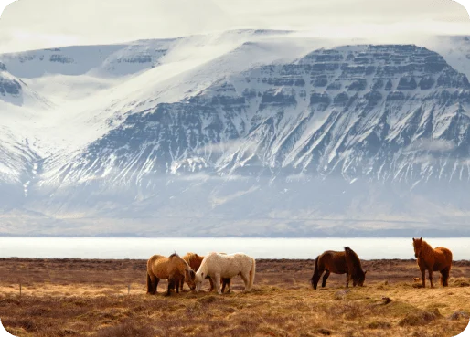 Iceland eSIM data