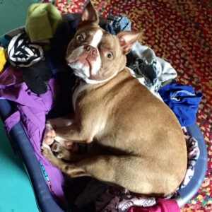 My dog is obsessed with warm laundry, straight from the dryer