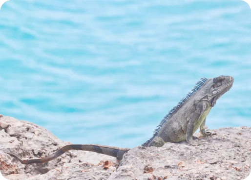 Anguilla eSIM