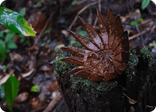 French Guiana eSIM