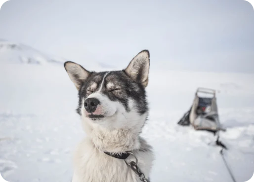 Greenland eSIM