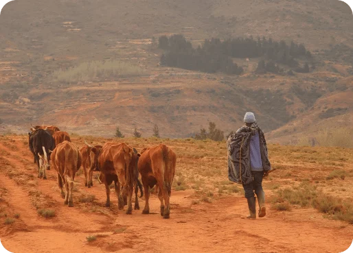 Lesotho eSIM