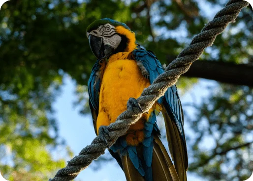 Guadeloupe eSIM