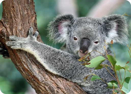 Australia Vacation