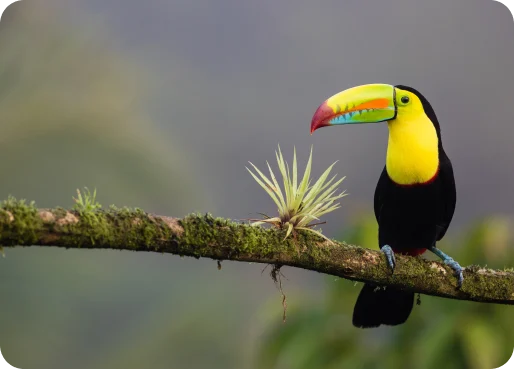 costa rica vacation