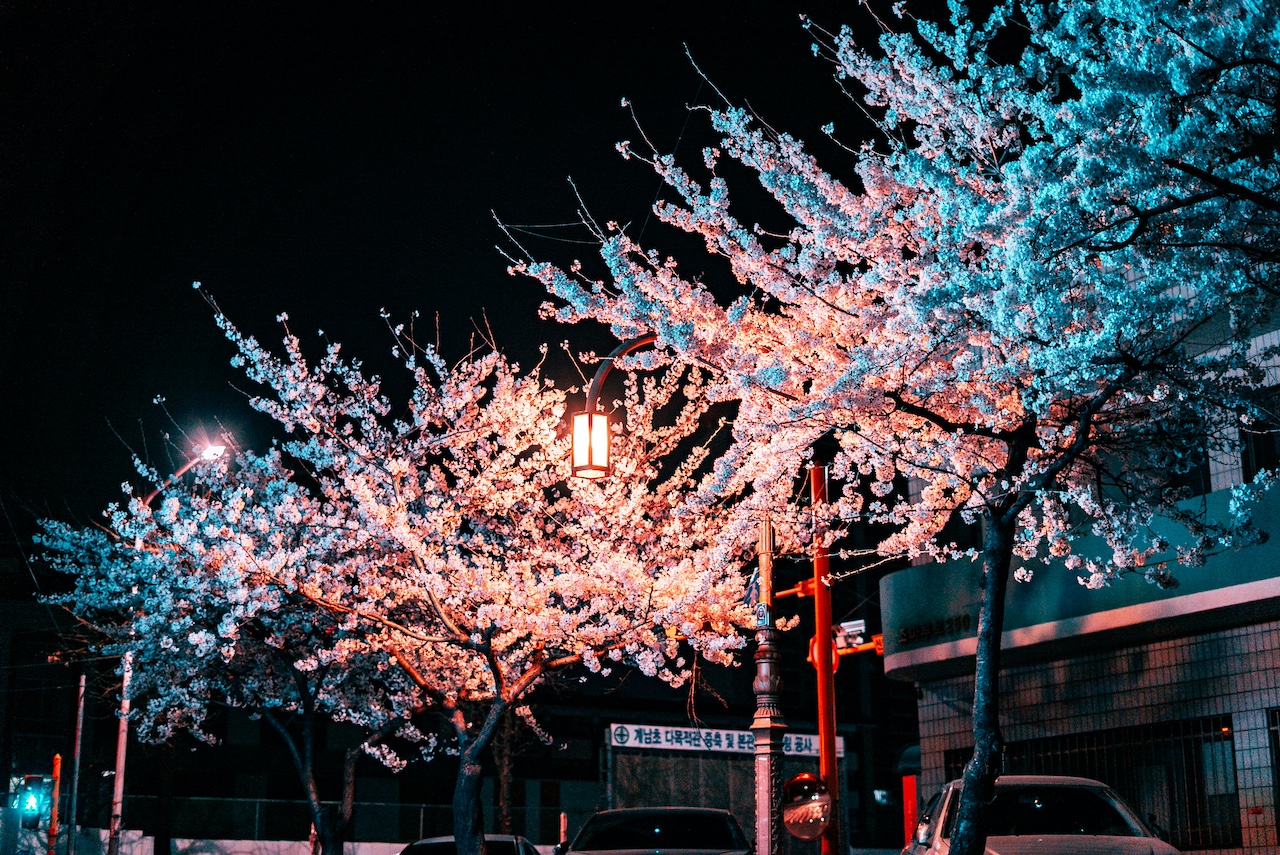 cherry blossoms south korea