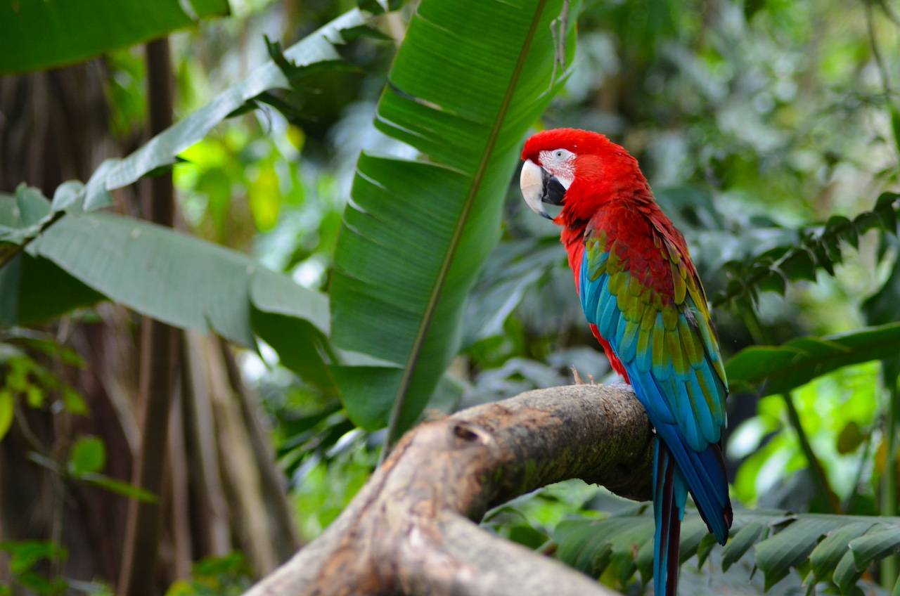 colombia parrot