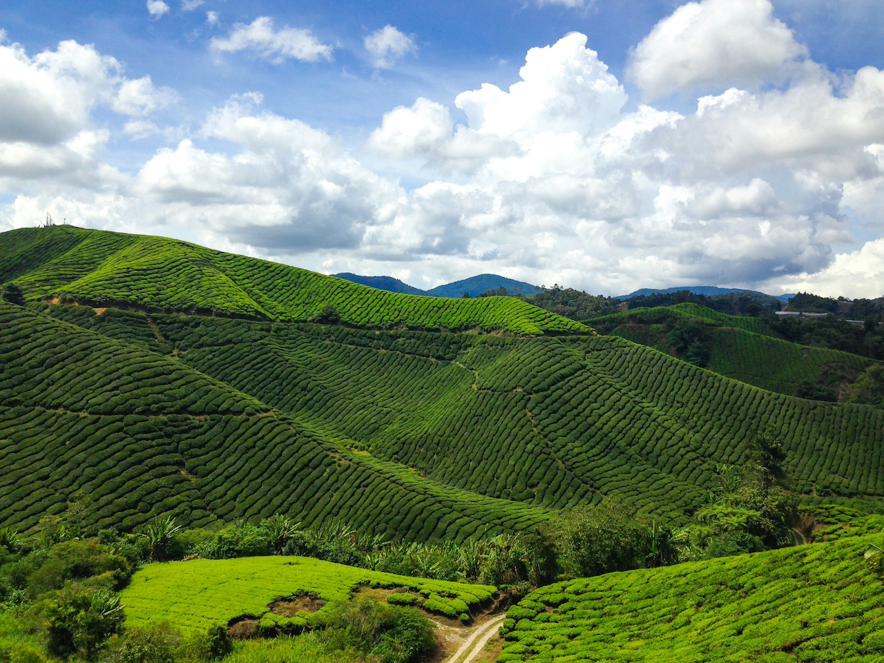malaysia tea plantation