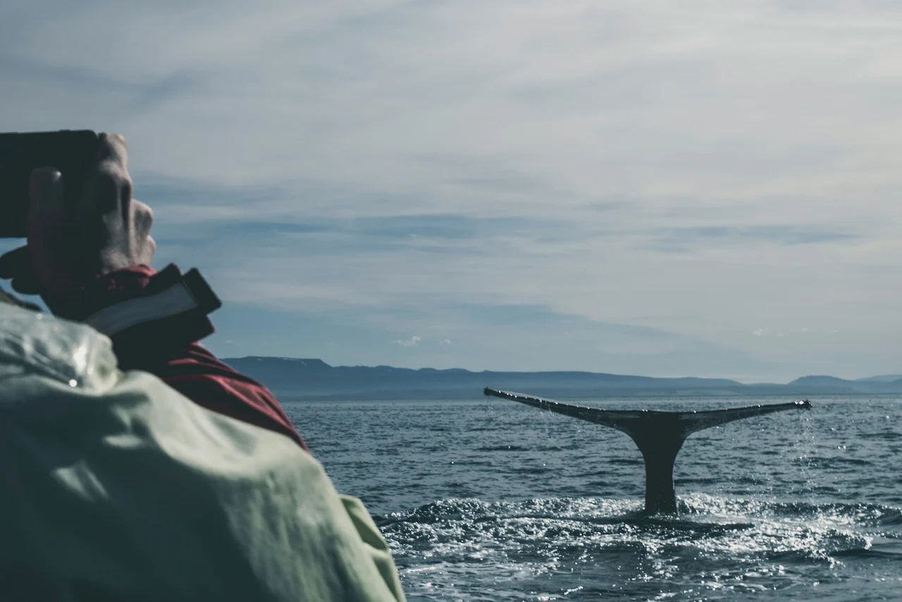 whale watching tours vancouver