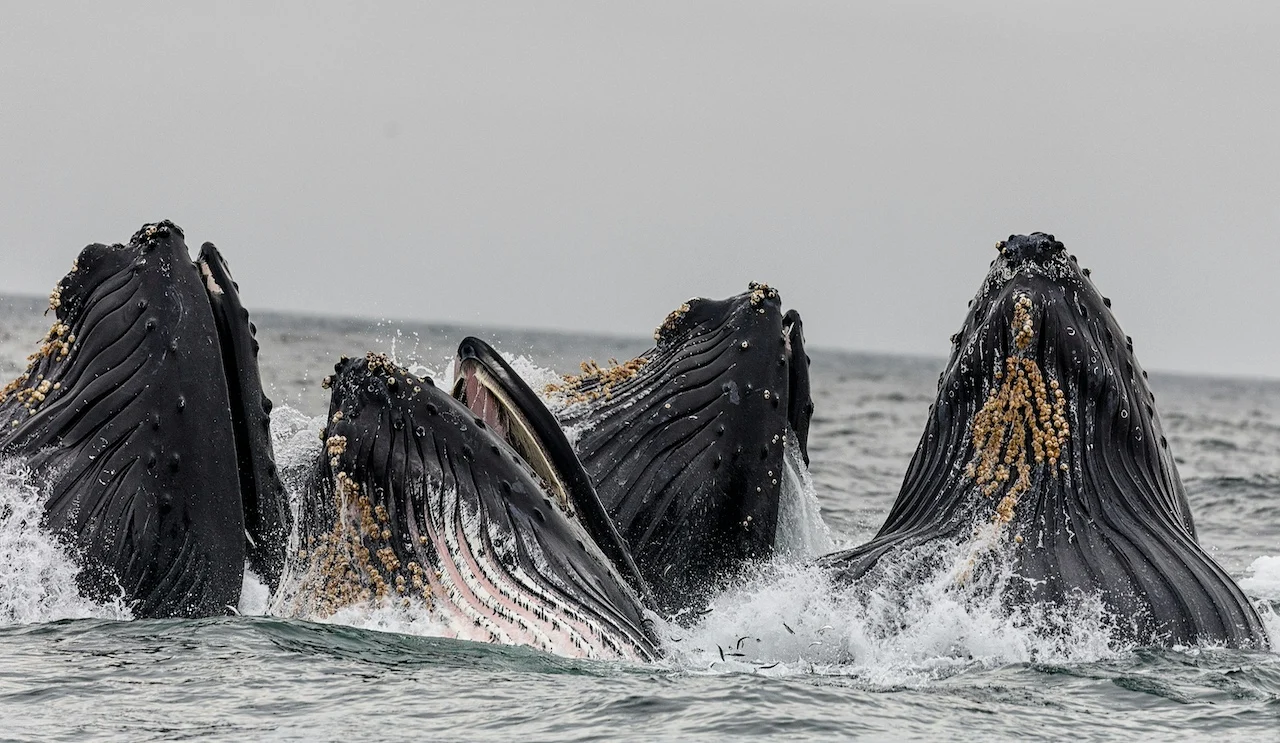 whale watching tours vancouver 3