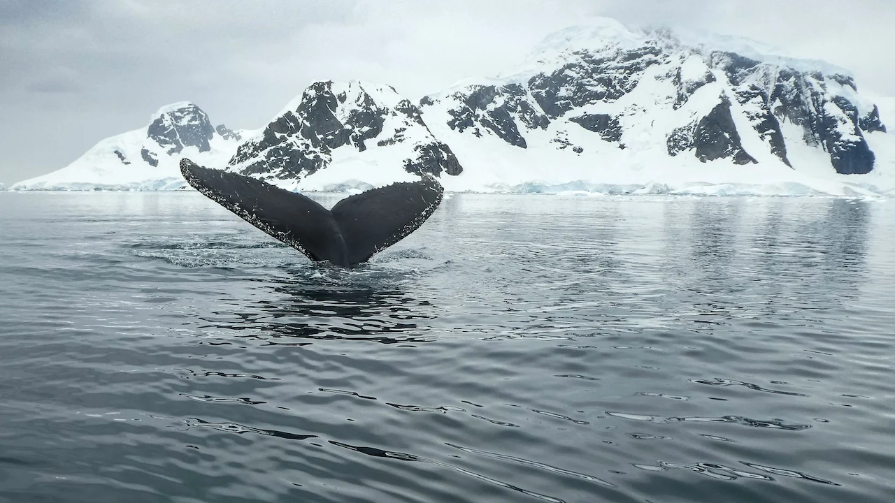 whale watching tours vancouver 2