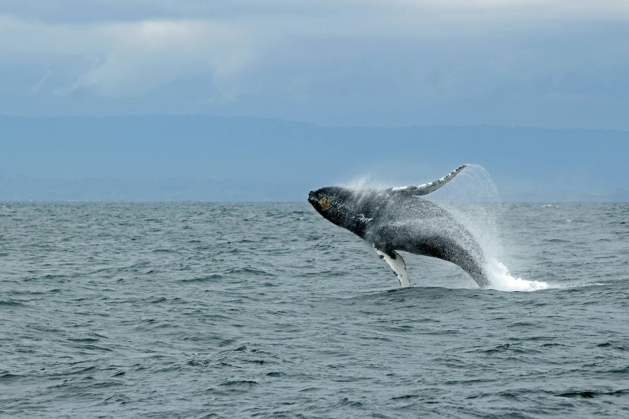 whale watching tours vancouver 1