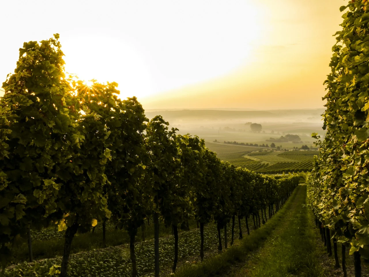 wineries prince edward county 4