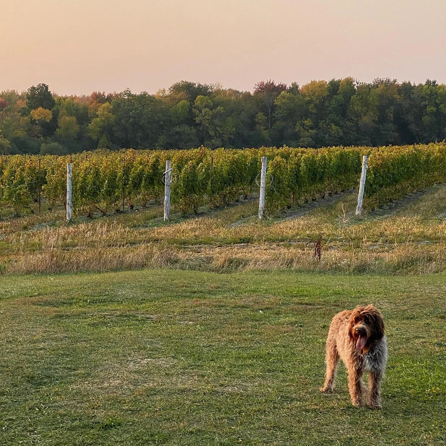 Hinterland Wine Co.