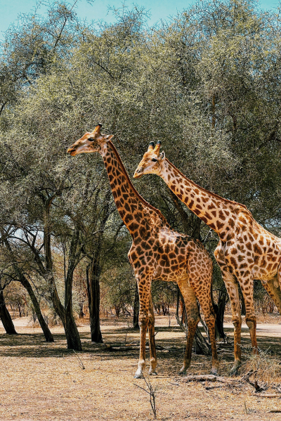 66e8974f4abcc-senegal eSIM