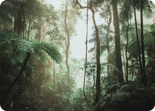suriname_rainforest