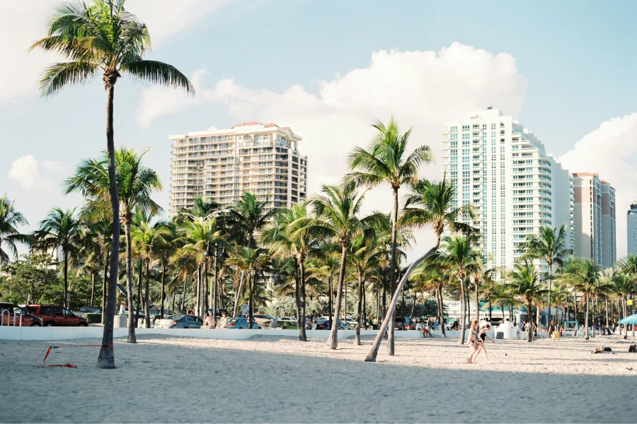 palm trees miami